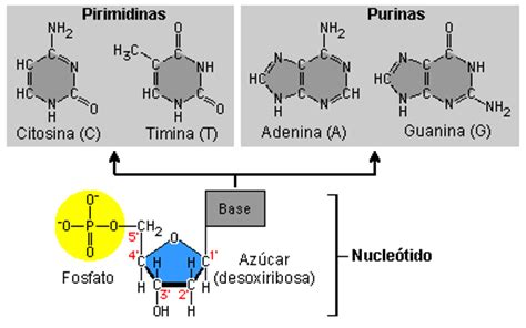 Caminando entre moléculas: Érase una vez los ácidos nucleicos  I