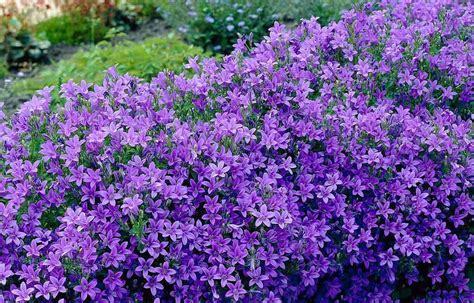 Campanula: Flores azules abundantes y duraderas. | Garden Catalunya ...