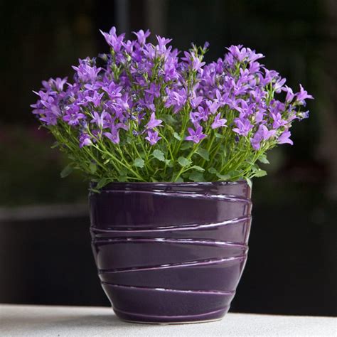 Campanula Flowers in Purple Majesty Container   Flowering ...