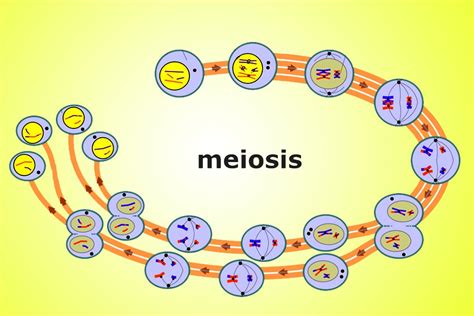 Can You Fill In The Meiosis Concept Map   Maping Resources