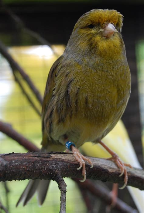 Can you hear a canary sing? – Tilgate Nature Centre