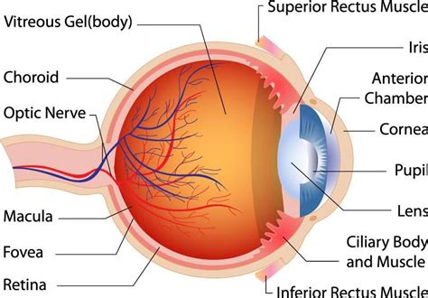 Can you name the parts of the eye? Do you know how each ...