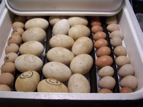 canada goose egg incubation temperature, Canada Goose ...