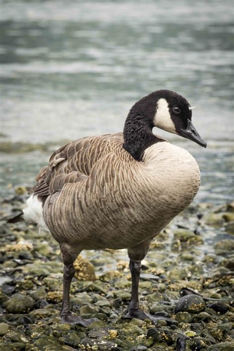 Canada goose • Branta canadensis   Biodiversity of the ...