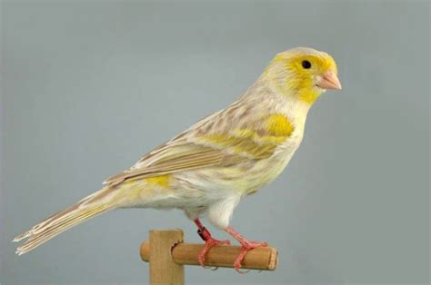 Canario isabela | Pájaro canario domestico