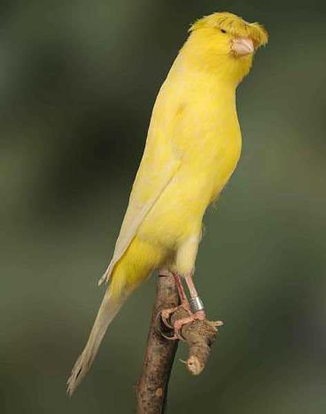 Canario lancashire | Pájaro canario domestico