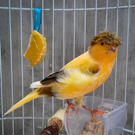 Canario lancashire | Pájaro canario domestico   vozeli.com