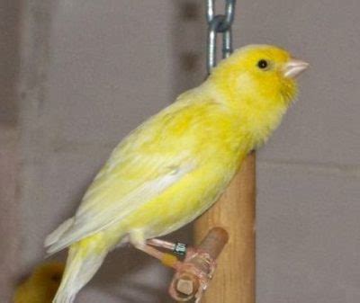Canario malinois o waterslager | Pájaro canario domestico