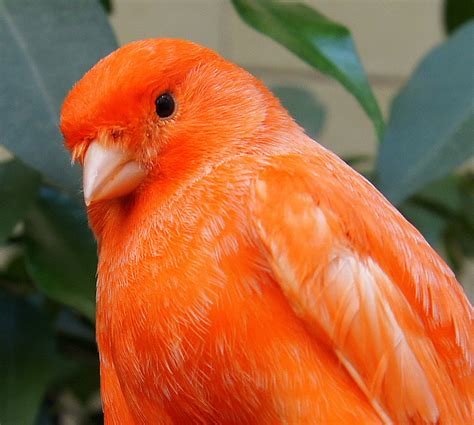 Canario naranja | BirdLand Wiki | FANDOM powered by Wikia