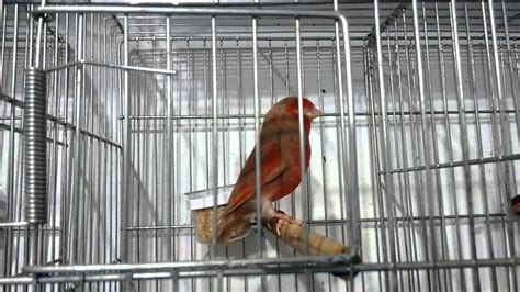 canarios a venda   criador colombo   YouTube