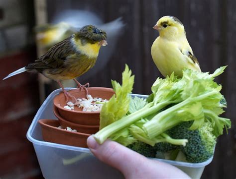 Canarios alimentacion: conoce y aprende todo lo relacionado