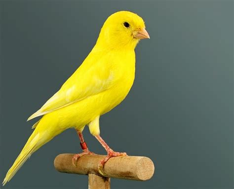Canarios: Canario Amarillo limón