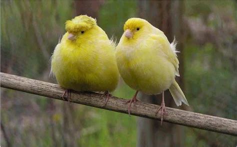 Canarios pájaros cantarines   Taringa!