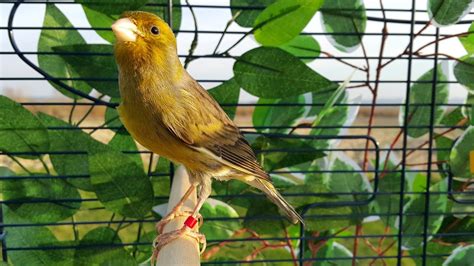 Canary Bird Singing  Timbrado Canary Training    YouTube