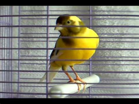 canary bird singing   YouTube