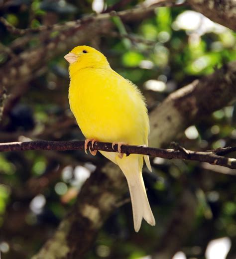 Canary Birds Were Named After the Canary Islands, Not the ...