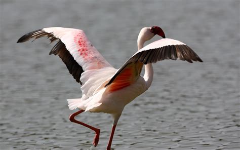 Canary Islands Birding News: Flamenco enano – Lesser Flamingo