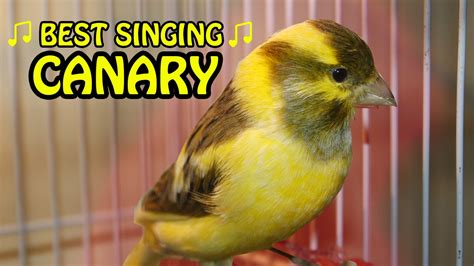 Canary Singing birds sounds at its best | Melodies Canary ...