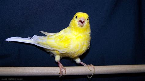 canary singing yellow bird hd widescreen wallpaper / birds ...