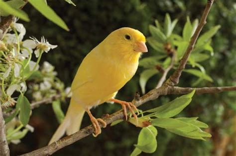 Canary: Types, Care as Pet, Lifespan, Pictures | Singing ...