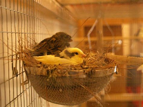 Canary: Types, Care as Pet, Lifespan, Pictures | Singing Wings Aviary.com