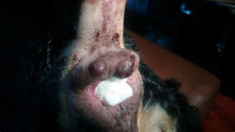 Cáncer canino: tumores de la glándula apocrina   Perritos HC