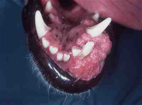 Câncer de boca em cães  Neoplasia Oral