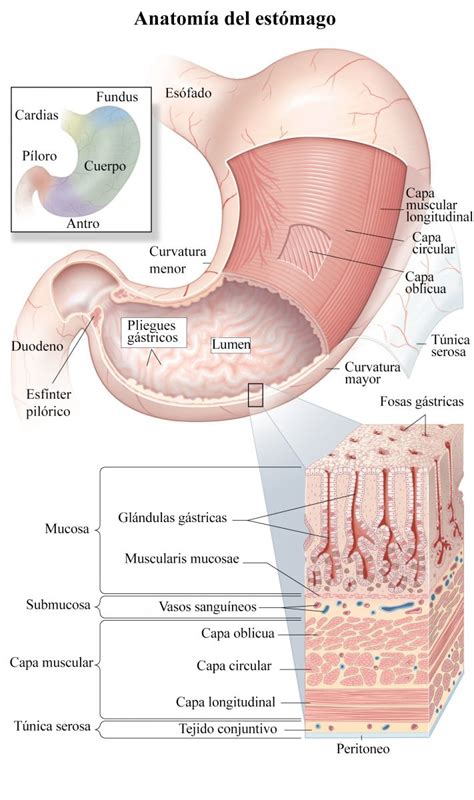 Cáncer de estómago: diagnóstico, tratamiento y pronóstico