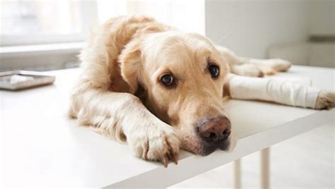 Cáncer de hueso en perros: síntomas, causas y tratamientos ...