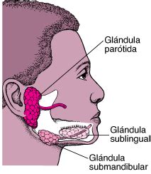 Cáncer de las glándulas salivales   Trastornos otorrinolaringológicos ...