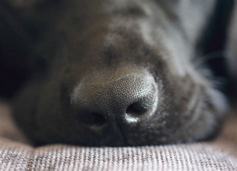 Cáncer de nariz  adenocarcinoma  en perros | Mascota Wiki