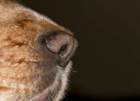 Cáncer de nariz  Condrosarcoma  en perros | Mascota Wiki