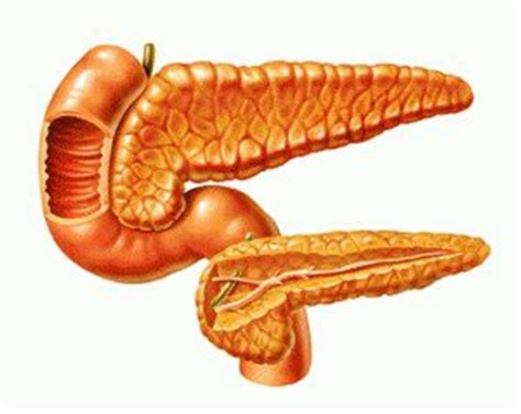 Cáncer de páncreas: tabaco, alcohol y alimentación   Blog ...