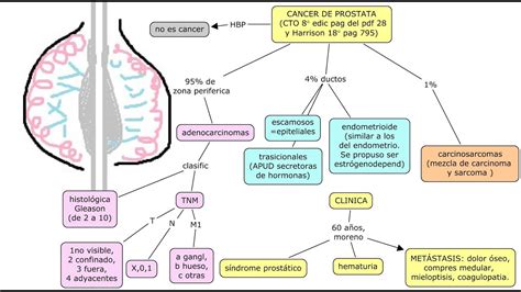 CANCER DE PROSTATA mapa conceptual explicacion basado en ...