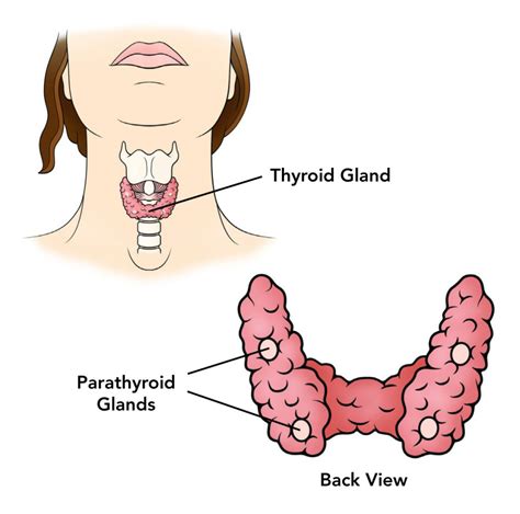 Cáncer de tiroides: ¿qué es? Causas, síntomas, etapas y ...