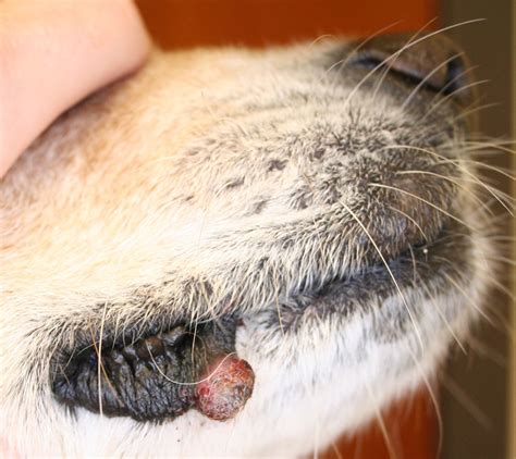Cancer Photos | Animal Dermatology Referral Clinic  ADRC