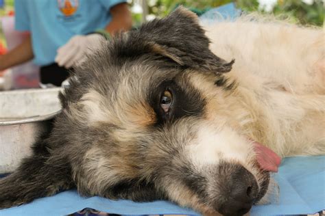 Cancerous Cyst On Dog S Paw   Goldenacresdogs.com