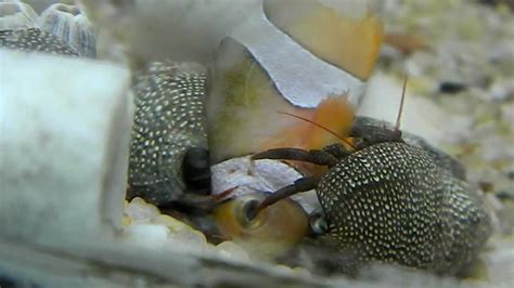 cangrejos comiendo pez payaso   YouTube
