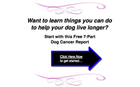 Canine Lymphoma Life Expectancy   CanineLymphoma.com
