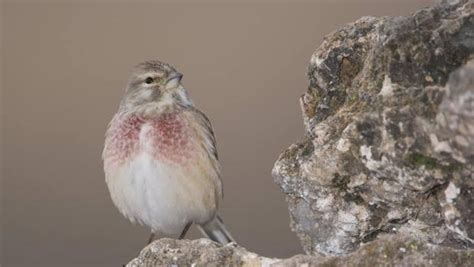 Cantabria pone fin a la captura de aves cantoras