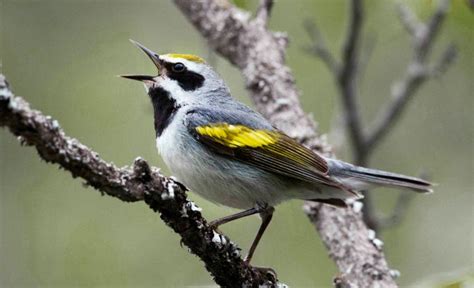 Cantabria pone fin a la captura de aves cantoras | Radio ...