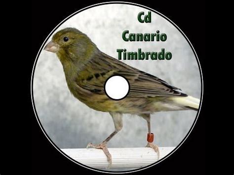 Canto canario timbrado español   YouTube | Fotos de animales tiernos ...