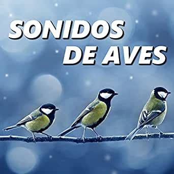Canto de los Pajaros by Sonidos De Aves on Amazon Music   Amazon.com