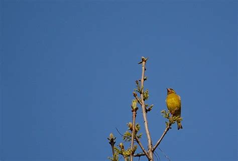 Canto de los pájaros   Imagen libre de 4 Free Fotos