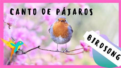 Canto de Pajaros / Birdsong    YouTube