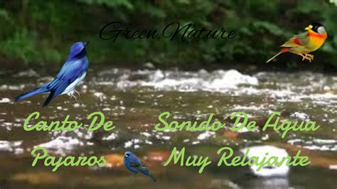 Canto de Pájaros  Sonido de Agua Muy RelajanteRainforest Sounds  ...
