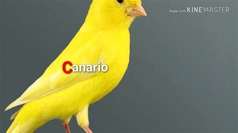Canto del Canario   YouTube