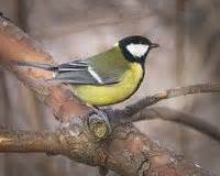 Canto pajaros.es   escucha 258 especies diferentes de pájaros.
