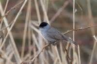 Canto pajaros.es   escucha 264 especies diferentes de pájaros.