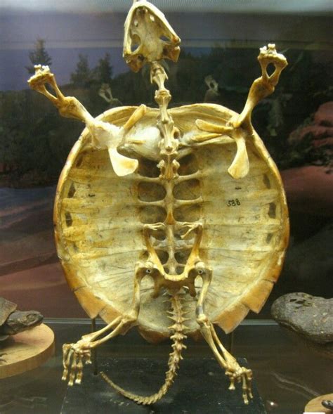 Caparazón tortuga. | Esqueleto, Tortugas, Caparazones de tortuga